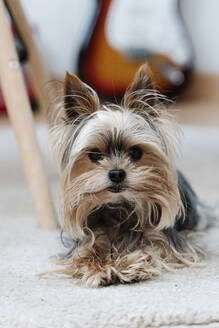 Yorkshire Terrier lying on rug at home - JMHMF00067