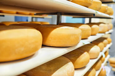 Ageing room where hard cheeses are stored to mature - Stock Image -  F023/1665 - Science Photo Library