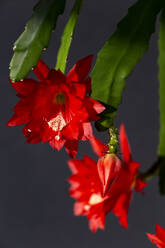 Rot blühende Blüte von Kletterkakteen , Epiphyllum - NDF01065