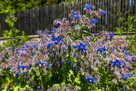 Borage growing in garden stock photo