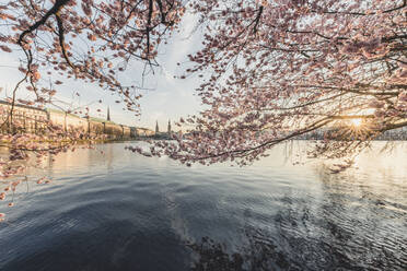 Deutschland, Hamburg, Rosa Kirschblüte am Ufer der Binnenalster bei Sonnenuntergang - KEBF01534