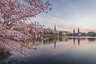 Deutschland, Hamburg, Rosa Kirschblüte am Ufer der Binnenalster in der Abenddämmerung - KEBF01535