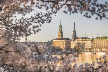 Deutschland, Hamburg, Gebäude rund um die Binnenalster durch die Zweige eines Kirschblütenbaums gesehen - KEBF01543