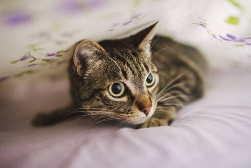 Portrait of tabby cat hiding under blanket - RAEF02390