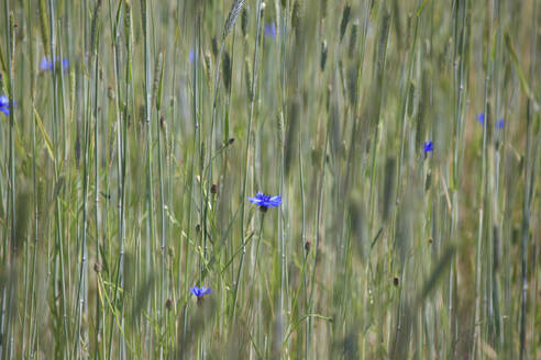 Deutschland, Sachsen, Kornblumen (Centaurea cyanus) blühen auf einer Frühlingswiese - JTF01579