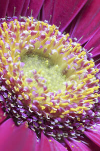 Kopf eines blühenden Gerbera-Gänseblümchens - JTF01584