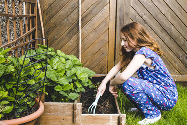 Girl planting basil in raised bed at yard - IHF00347