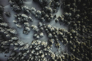 Luftaufnahme eines schneebedeckten Kiefernwaldes in Vrachni, Griechenland - AAEF09108