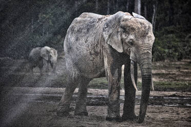 Waldelefanten (Loxodonta africana cyclotis) in Dzanga Bai.Dzanga-Sangha - CAVF84587