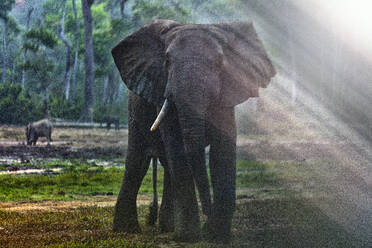 Waldelefanten (Loxodonta africana cyclotis) in Dzanga Bai.Dzanga-Sangha - CAVF84588