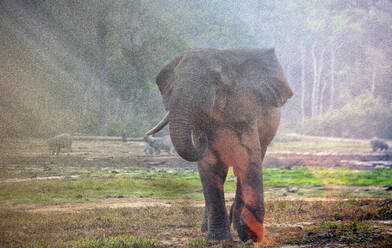 Waldelefanten (Loxodonta africana cyclotis) in Dzanga Bai.Dzanga-Sangha - CAVF84589