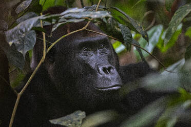Western Lowland Gorilla (Gorilla gorilla gorilla). BAI Hokou. Dzanga Sangha Special Dense Forest Reserve, Central African Republic - CAVF84590