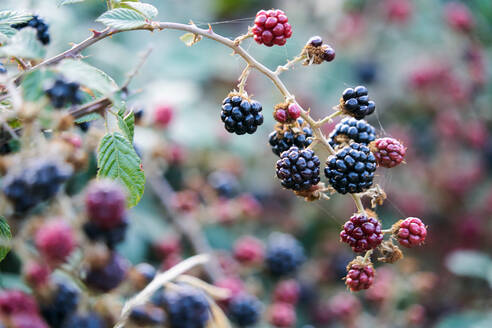 Strauß Brombeeren mit schwarzen und roten Beeren - CAVF84614