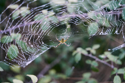Tigerspinne auf ihrem Spinnennetz inmitten der Natur wartend - CAVF84615