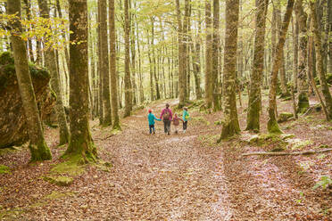 Family walking in a beech forest - CAVF84621