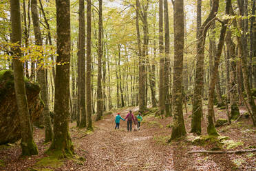 Family walking in a beech forest - CAVF84622