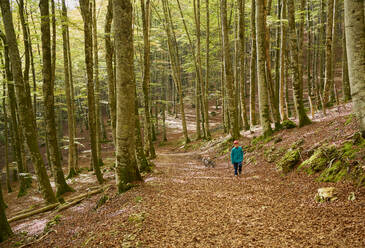 Kind beim Spaziergang in einem Buchenwald - CAVF84626