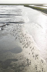 Birds Dot a Sunlight Marsh in San Francisco Bay - CAVF84754