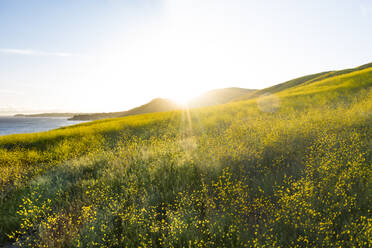 Idyllic California Hillsides Filled with Wildflowers at Sunset Aerial - CAVF84761