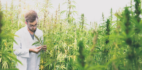 Junge Botanikerin untersucht Cannabispflanze - EYF05281