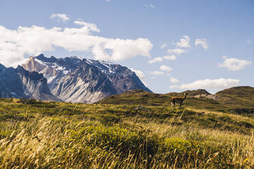 Chile, Einsames Guanako (Lama guanicoe) beim Grasen im Torres Del Paine National Park mit Cuernos Del Paine im Hintergrund - UUF20635