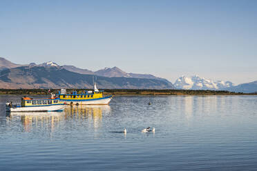 Chile, Provinz Ultima Esperanza, Puerto Natales, Schwäne schwimmen vor einem Fischerboot - UUF20648