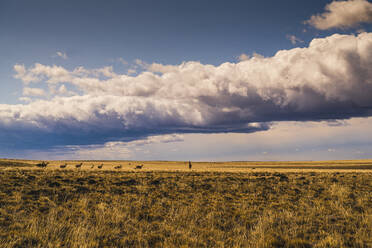 Argentinien, Große Wolken über Guanakos (Lama guanicoe), die in weitem Grasland grasen - UUF20663