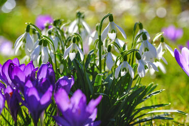 White blooming snowdrops (Galanthus nivalis) - SIEF09875