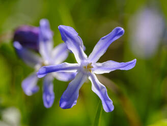 Kopf der violett blühenden Bossiers-Schneeglöckchen (Scilla luciliae) - SIEF09878