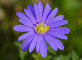 Kopf der violett blühenden Balkan-Anemone (Anemone blanda) - SIEF09879