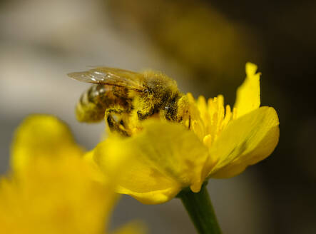 Europäische Honigbiene (Apis mellifera) beim Fressen von Pollen der Sumpfdotterblume (Caltha palustris) - SIEF09880