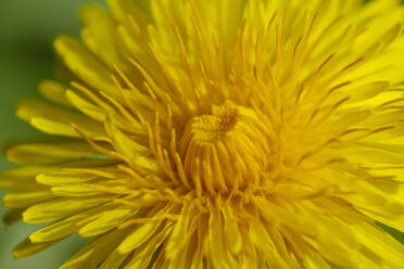 Kopf des blühenden Löwenzahns (Taraxacum officinale) - SIEF09886