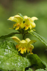 Blühender Gelber Erzengel (Lamium galeobdolon) - SIEF09887