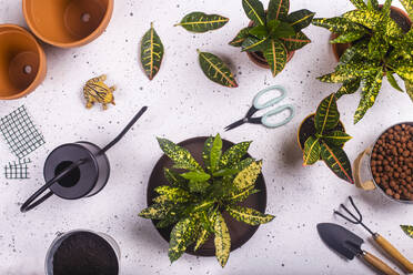 Gardening claw and fork, scissors, plastic frog, watering can and potted fire crotons (Codiaeum variegatum) - RTBF01441