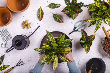 Hands of woman replanting fire crotons (Codiaeum variegatum) - RTBF01444