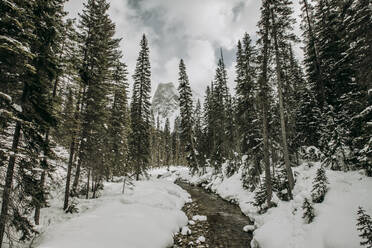 Clear stream flows through winter landscape in forest and mountains - CAVF85036
