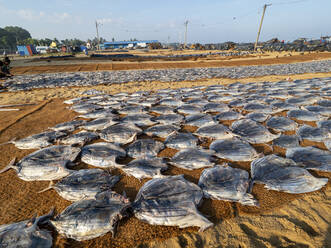 Auf dem Fischmarkt von Negombo, Negombo, Sri Lanka, Asien, wird gesäuberter Fisch zum Trocknen in der Sonne auf geflochtenen Matten ausgelegt - RHPLF15203