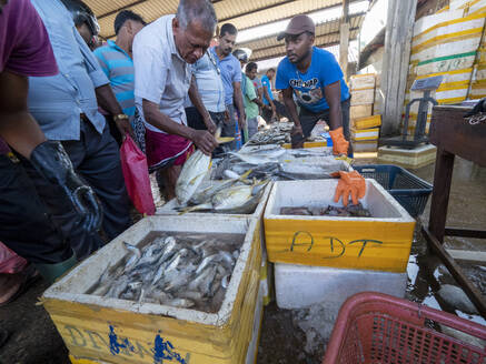 Verkäufer zeigen und verkaufen ihren Fang auf dem Fischmarkt in Negombo, Negombo, Sri Lanka, Asien - RHPLF15204