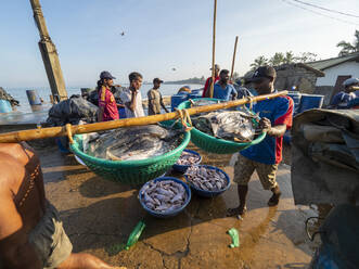 Arbeiter entladen und transportieren den Tagesfang auf dem Fischmarkt von Negombo, Negombo, Sri Lanka, Asien - RHPLF15205