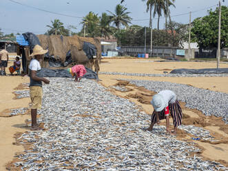 Arbeiter legen den Fang des Tages zum Trocknen in der Sonne auf dem Fischmarkt von Negombo aus, Negombo, Sri Lanka, Asien - RHPLF15207