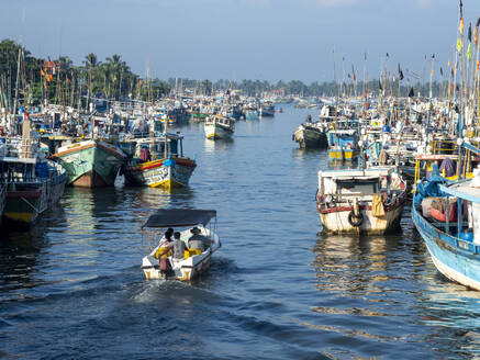 Die Fischereiflotte im Hafen in der Nähe des Fischmarktes von Negombo, Negombo, Sri Lanka, Asien - RHPLF15210