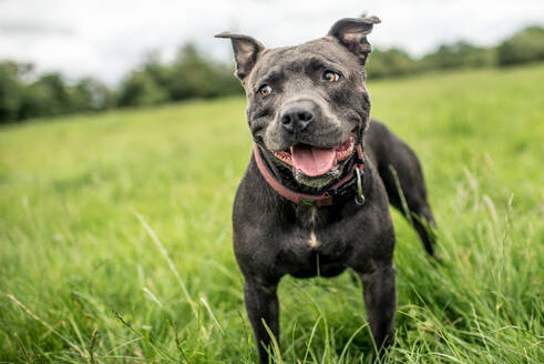 Staffordshire Bull Terrier stehend auf einer grünen Wiese, Vereinigtes Königreich, Europa - RHPLF15295