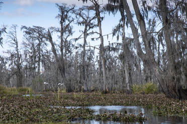 Weitwinkelaufnahme von Manchac Swamp in der Nähe von New Orleans, Louisiana, Vereinigte Staaten von Amerika, Nordamerika - RHPLF15331