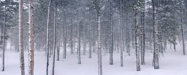 Tannenbäume im Schnee, Utah, Vereinigte Staaten von Amerika, Nordamerika - RHPLF15348