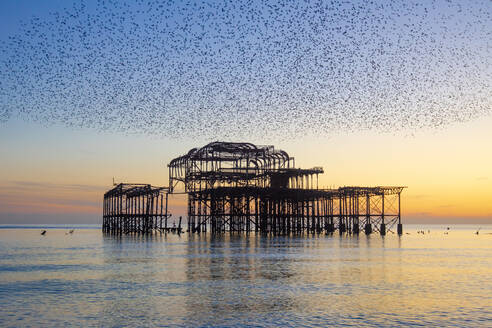 Starling murmuration over The West Pier at sunset, Brighton, Sussex, England, United Kingdom, Europe - RHPLF15366