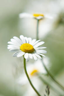 Blühende Ochsenaugen-Gänseblümchen - BSTF00183