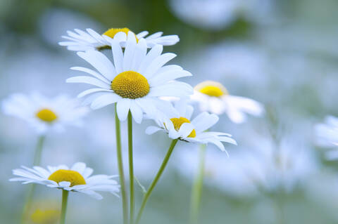 Oxeye daisies in bloom stock photo