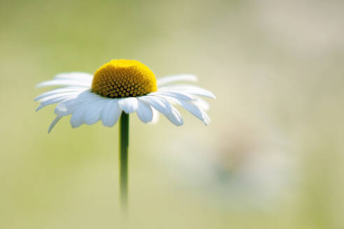 Oxeye daisy in bloom - BSTF00186