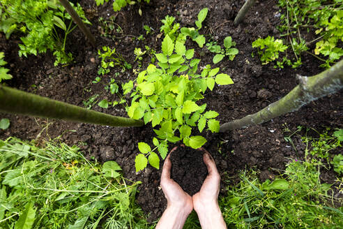 Hands cupped with dirt planting at organic garden - NDF01073