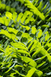 Green leaves of Solomons seal (Polygonatum) - NDF01077